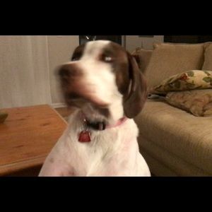 Meet your Posher, Billy